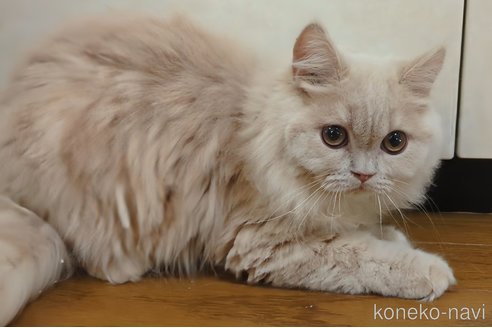 成約済の三重県のスコティッシュフォールド-106732の3枚目