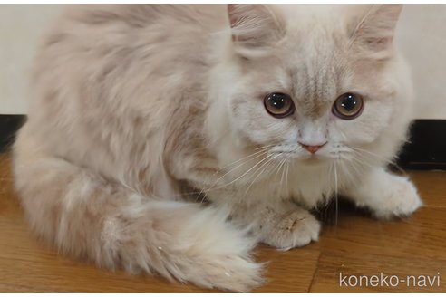 成約済の三重県のスコティッシュフォールド-106732の4枚目