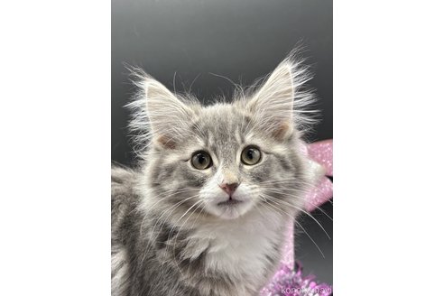 成約済の千葉県のノルウェージャンフォレストキャット-102563の1枚目