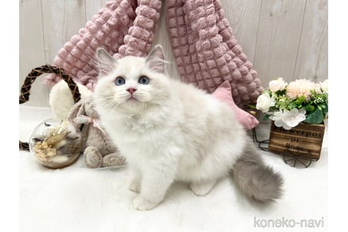 成約済の大阪府のラグドール-101562の1枚目