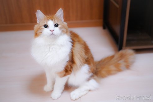 成約済ののノルウェージャンフォレストキャット-106686