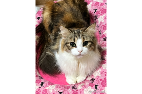 はなびちゃん1枚目