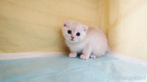 成約済の東京都のスコティッシュフォールド(折れ耳)-106786の3枚目