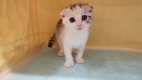 成約済の東京都のスコティッシュフォールド(折れ耳)-106784の5枚目
