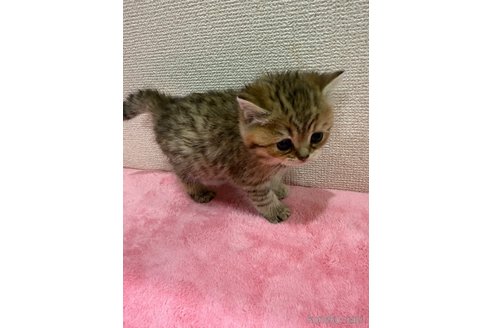 成約済の千葉県のミヌエット-106754の2枚目