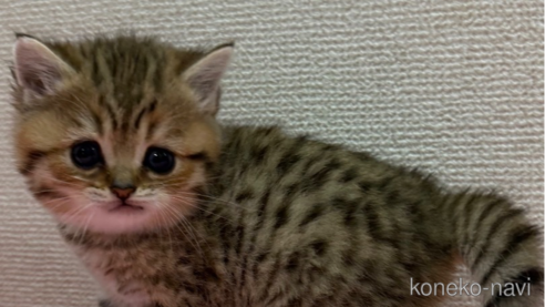 成約済の千葉県のミヌエット-106754の1枚目