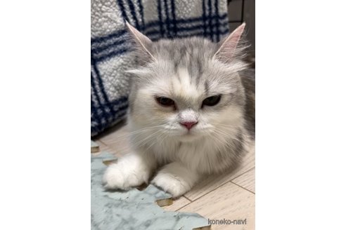 の埼玉県の-