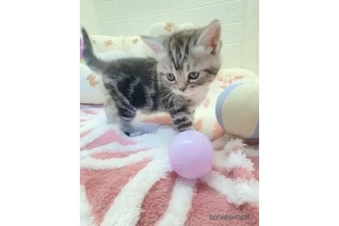 成約済の埼玉県のスコティッシュフォールド-106797の2枚目