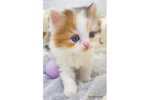 成約済の埼玉県のスコティッシュフォールド-106799の2枚目
