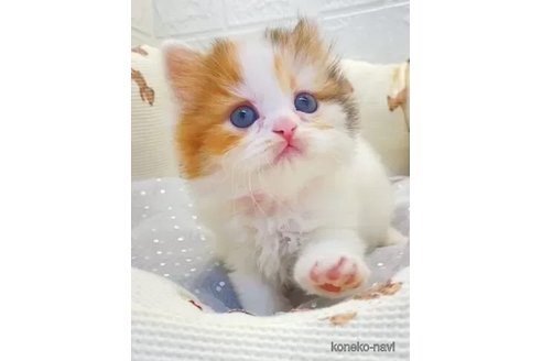 成約済の埼玉県のスコティッシュフォールド-106799の1枚目