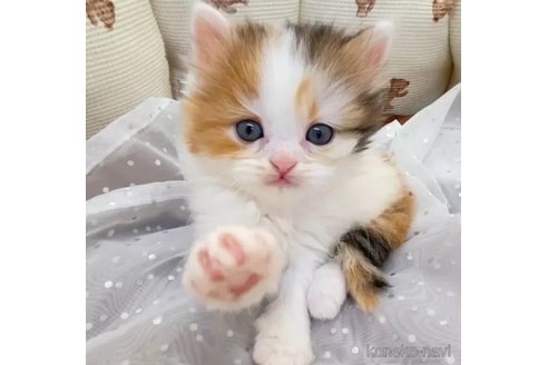 成約済の埼玉県のスコティッシュフォールド-106799の4枚目