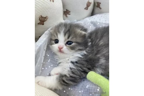 成約済の埼玉県のスコティッシュフォールド-106801の4枚目