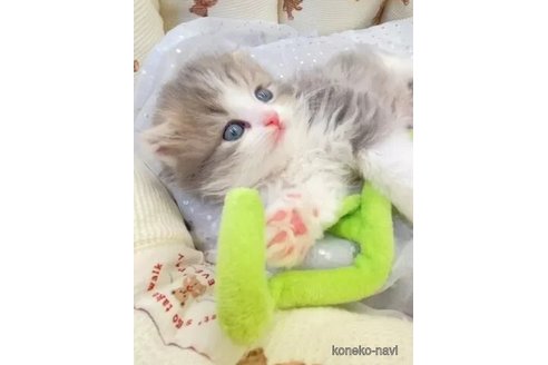 成約済の埼玉県のスコティッシュフォールド-106801の6枚目
