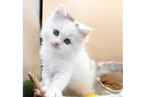 成約済の兵庫県のスコティッシュフォールド-106805