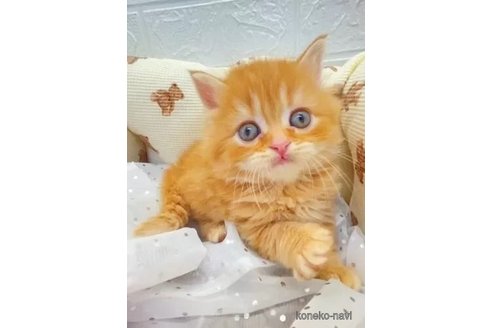 販売中の埼玉県のスコティッシュフォールド-106804の2枚目