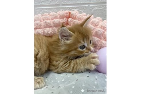 成約済の埼玉県のメインクーン-106808の2枚目