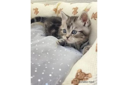 成約済の埼玉県のスコティッシュフォールド-106809の4枚目