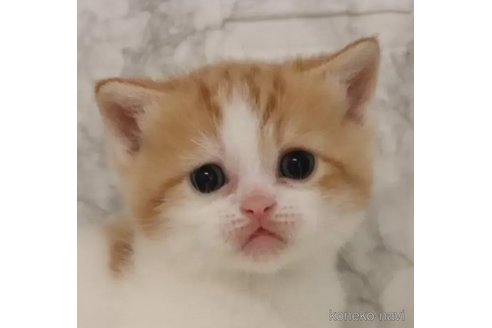 成約済の埼玉県のスコティッシュフォールド-106810の1枚目
