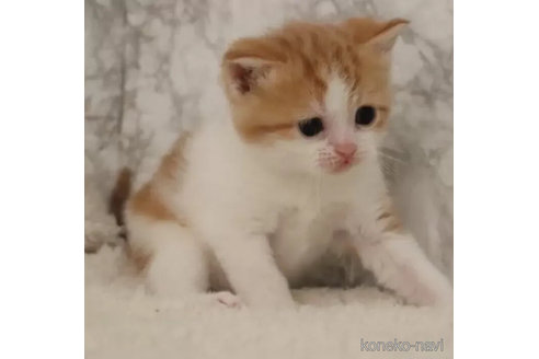 成約済の埼玉県のスコティッシュフォールド-106810の5枚目
