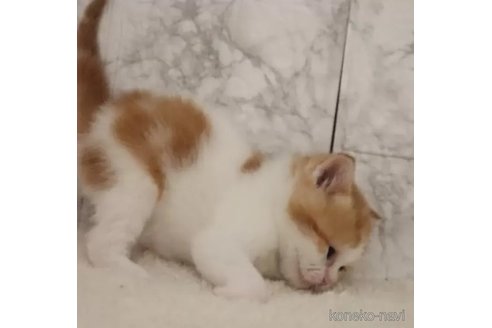 成約済の埼玉県のスコティッシュフォールド-106810の4枚目