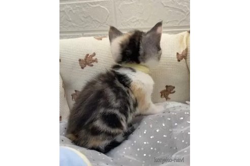 成約済の埼玉県のスコティッシュフォールド-106811の2枚目
