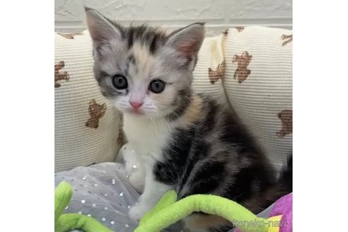 成約済の埼玉県のスコティッシュフォールド-106811の4枚目