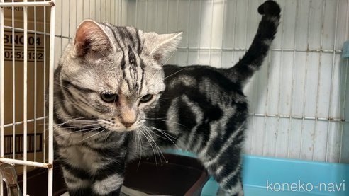 成約済の愛知県のアメリカンショートヘア-106818の4枚目