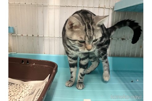 成約済の愛知県のアメリカンショートヘア-106818の2枚目