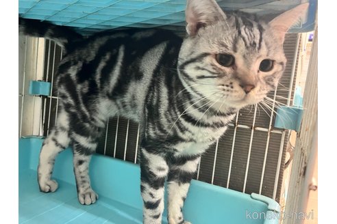 成約済の愛知県のアメリカンショートヘア-106818の6枚目