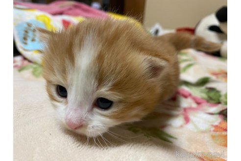 成約済の岡山県のマンチカン-106819の2枚目