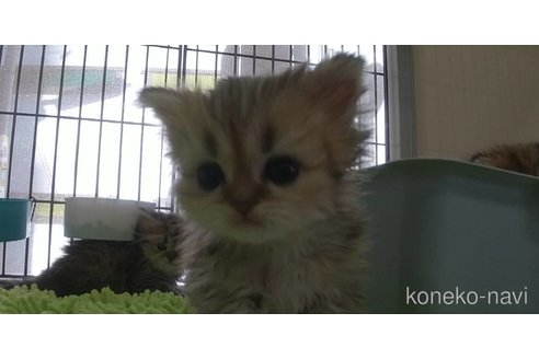 成約済の愛知県のペルシャ(チンチラ)-106824の2枚目