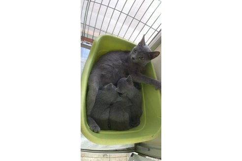 成約済の愛知県のロシアンブルー-106826の2枚目
