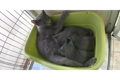 成約済の愛知県のロシアンブルー-106829の4枚目
