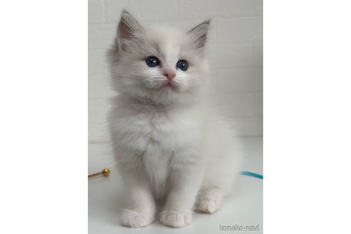 成約済の埼玉県のラグドール-106840の1枚目