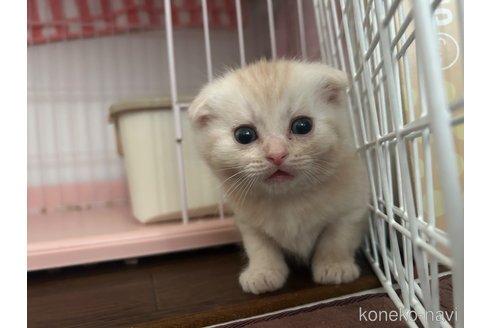 成約済の宮城県のスコティッシュフォールド-104647の4枚目