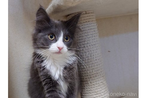 成約済の埼玉県のノルウェージャンフォレストキャット-104241の9枚目