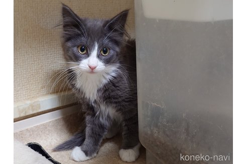 成約済の埼玉県のノルウェージャンフォレストキャット-104241の8枚目