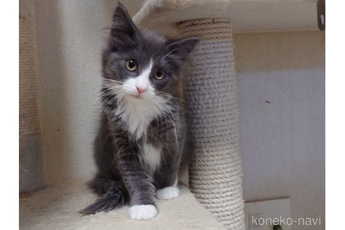 成約済の埼玉県のノルウェージャンフォレストキャット-104241の3枚目