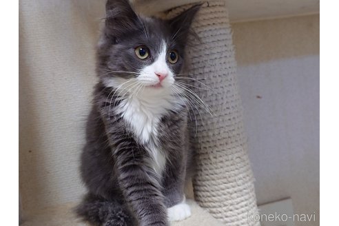 成約済の埼玉県のノルウェージャンフォレストキャット-104241の2枚目