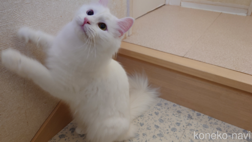 成約済ののノルウェージャンフォレストキャット-103690