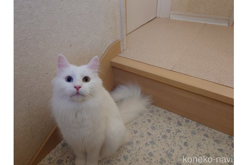 成約済の埼玉県のノルウェージャンフォレストキャット-103690の2枚目