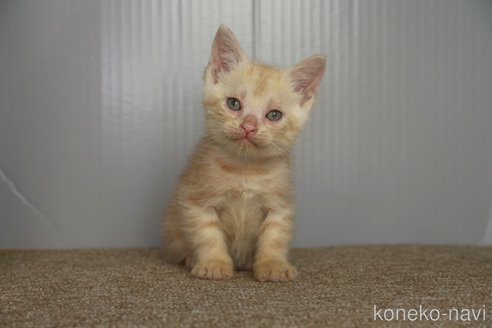 成約済の埼玉県のアメリカンショートヘア-106846の9枚目