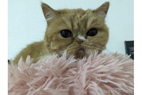 成約済の大阪府のエキゾチックショートヘア-93769の6枚目