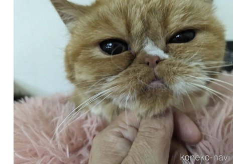 成約済の大阪府のエキゾチックショートヘア-93769の5枚目