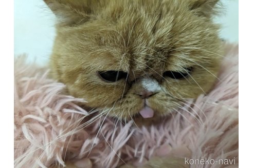 成約済の大阪府のエキゾチックショートヘア-93769の4枚目