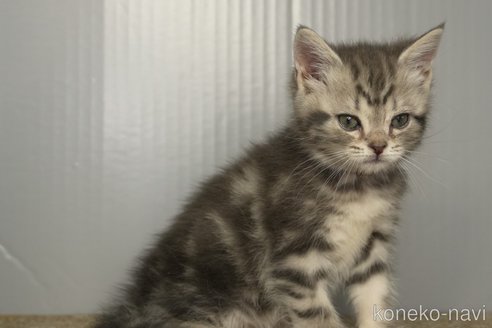 成約済の埼玉県のアメリカンショートヘア-106132の4枚目