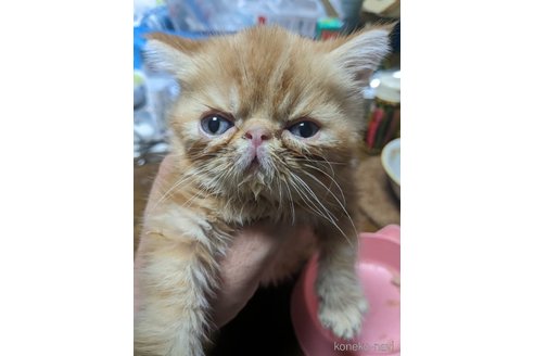 成約済の大阪府のエキゾチックショートヘア-106850の5枚目