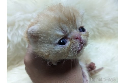 成約済の大阪府のエキゾチックショートヘア-106850の4枚目