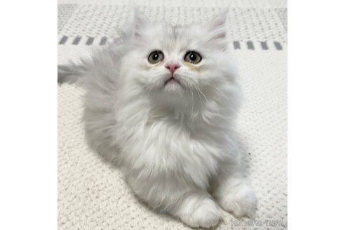 成約済の愛知県のミヌエット(短足)-101925の17枚目