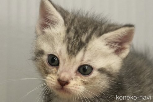 成約済の埼玉県のアメリカンショートヘア-106125の1枚目